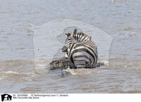 Nilkrokodil ttet Zebra / Nile Crocodile kills Zebra / IG-02886