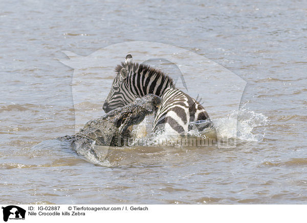 Nile Crocodile kills Zebra / IG-02887