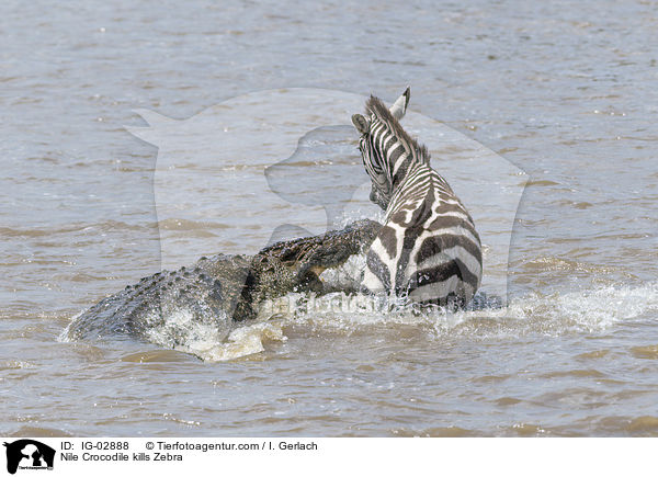 Nile Crocodile kills Zebra / IG-02888