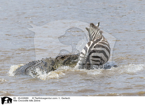 Nile Crocodile kills Zebra / IG-02889