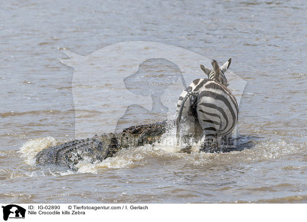 Nilkrokodil ttet Zebra / Nile Crocodile kills Zebra / IG-02890