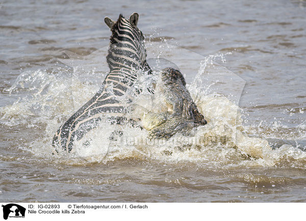 Nilkrokodil ttet Zebra / Nile Crocodile kills Zebra / IG-02893