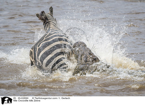 Nile Crocodile kills Zebra / IG-02894