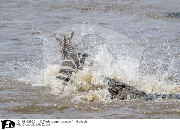 Nilkrokodil ttet Zebra / Nile Crocodile kills Zebra / IG-02896