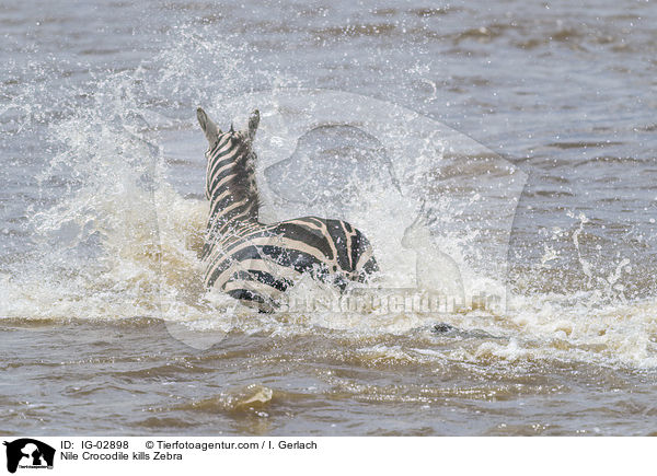 Nilkrokodil ttet Zebra / Nile Crocodile kills Zebra / IG-02898