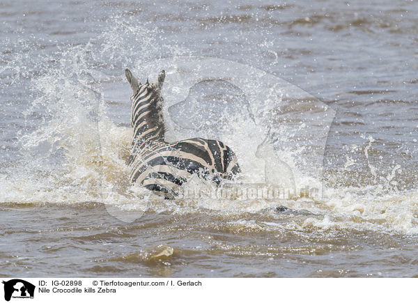 Nile Crocodile kills Zebra / IG-02898