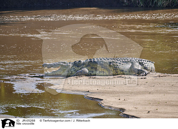 Nilkrokodil / Nile crocodile / JR-05268