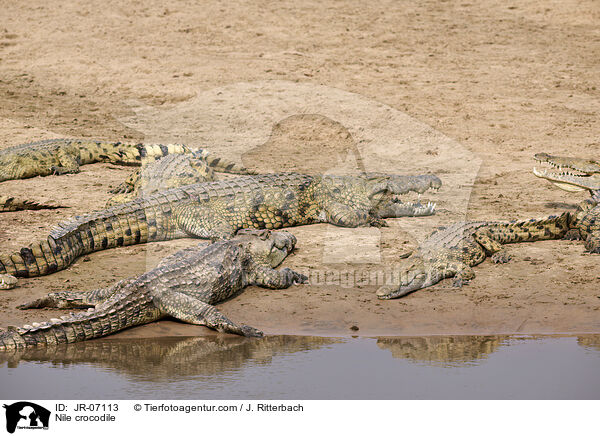Nilkrokodil / Nile crocodile / JR-07113