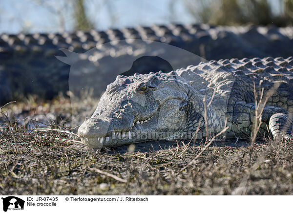 Nile crocodile / JR-07435