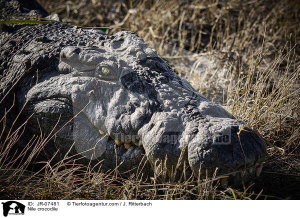Nile crocodile / JR-07481