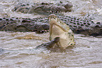 Nile crocodile