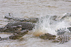 Nile crocodile