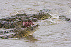 Nile crocodile