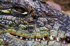 nile crocodile