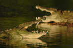 Nile crocodile