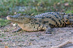 Nile crocodile