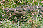 Nile crocodile