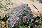 Nile crocodile