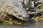 Nile crocodile