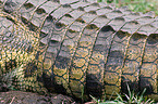 Nile crocodile