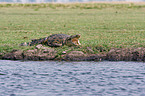 Nile crocodile