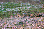 Nile crocodile