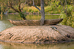 Nile crocodile