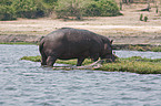 Nile crocodile