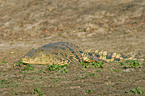 Nile crocodile