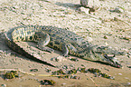 Nile crocodile