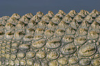 Nile crocodile skin