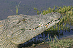 Nile crocodile