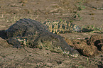 Nile crocodile