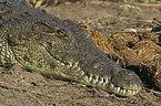 Nile crocodile