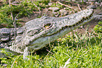 Nile crocodile