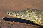 Nile crocodile