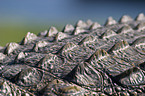 Nile crocodile skin