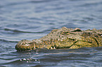 Nile crocodile