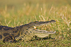 Nile crocodile