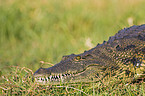 Nile crocodile