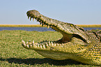 Nile crocodile