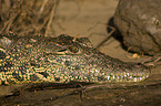 Nile crocodile and dragonfly