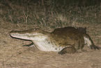 nile crocodile