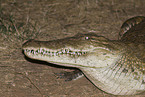 nile crocodile