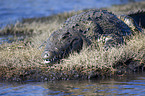 Nile crocodile