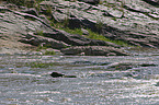 Nile crocodiles