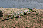 Nile crocodile