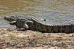 Nile crocodile