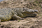 Nile crocodile