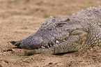 Nile crocodile